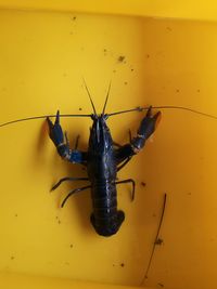 Close-up of insect on yellow wall