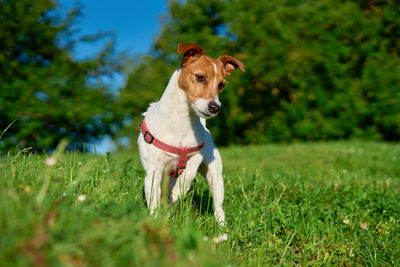 Curious jack russell terrier dog standing in green meadow on sunny day