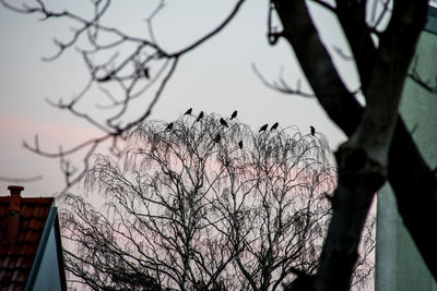 Low angle view of bare tree against sky
