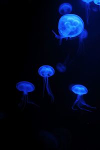 jellyfish