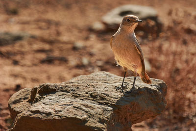 Close-up of bird perching on rock