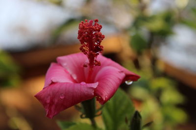 Close-up of pink flower blooming outdoors