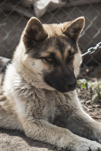 Close-up of a dog looking away