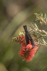 Close-up of bird pollinating on red flower