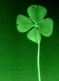 Close-up of green plant