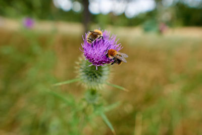 Close-up of insect on purple flower