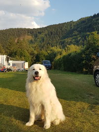 Dog looking away on field