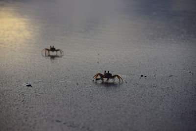 Close-up of birds on beach