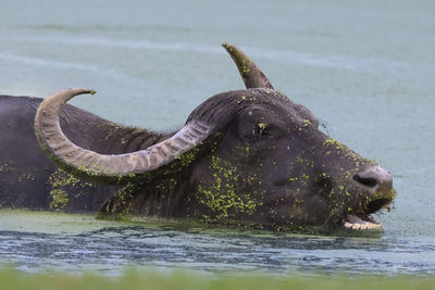 Water buffalo covered in algae drinking water in pond