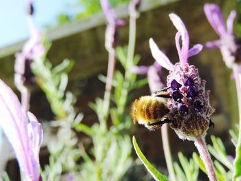 Close-up of bee on purple flower