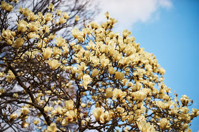 Low angle view of flowers against blue sky