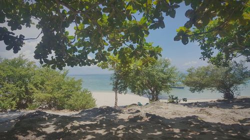 Trees on beach against sky