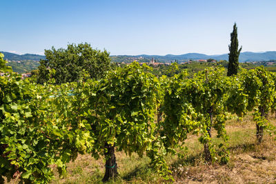 View of vineyard against sky