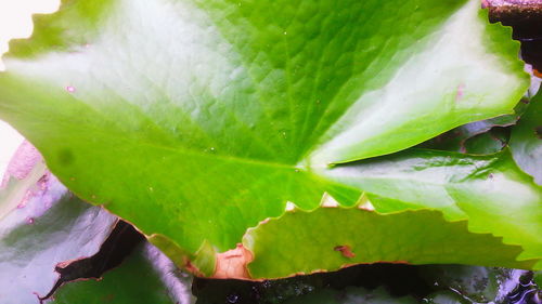 Close-up of wet plant leaves