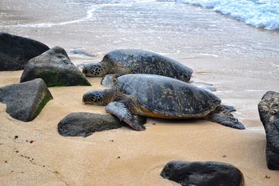 Turtles on beach in hawaii