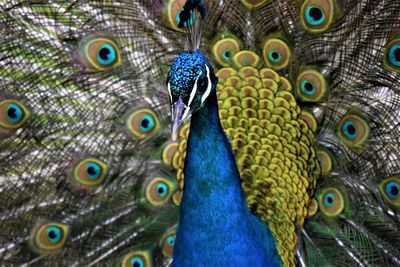 Close-up of peacock