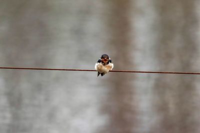 Low angle view of bird perching on metal