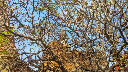 Low angle view of tree against sky