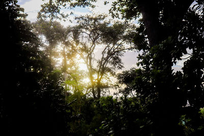 Low angle view of trees in forest