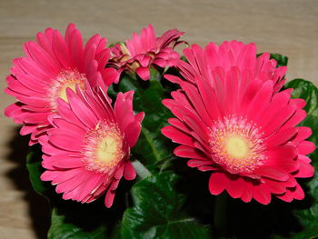 Close-up of pink daisy flowers