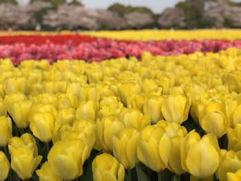 Close-up of yellow tulips in field
