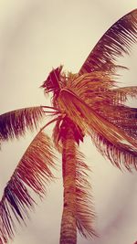 Low angle view of coconut palm tree against sky