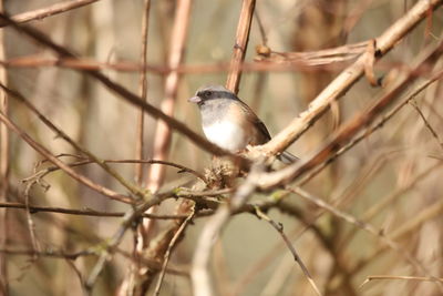 Low angle view of bird perching on branch