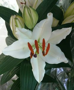Close-up of white lily