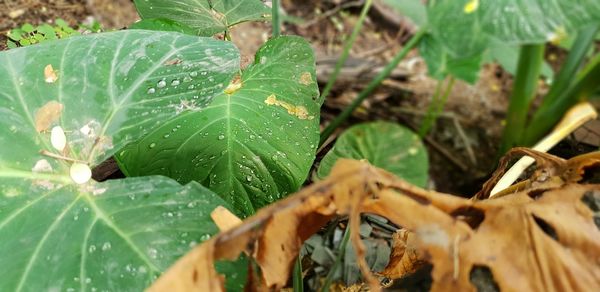 Close-up of water drops on leaves on field