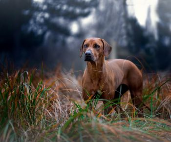 Portrait of dog on field