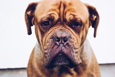 Close-up portrait of dog
