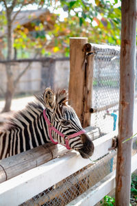 Close-up of zebra