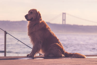 Close-up of dog standing in front of bosphorus bridge