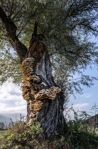 Low angle view of tree trunk in field