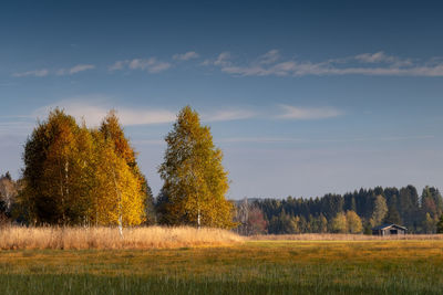 Trees on field against sky