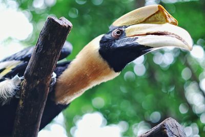 Close-up of bird perching on branch