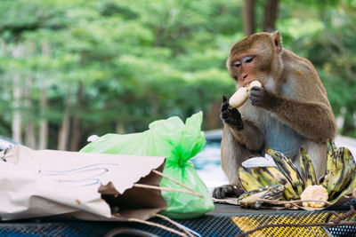 Hungry wild monkey finding food scraps in human waste pile from trash and eating banana on  garbage.