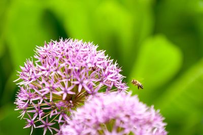 Close-up of insect pollinating on pink flower