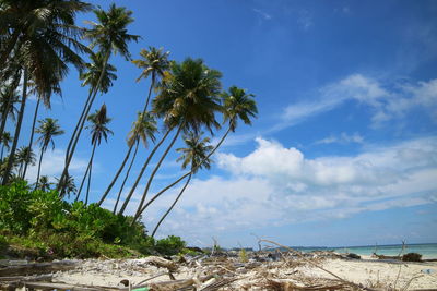 Palm trees on beach against blue sky