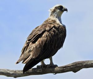 Low angle view of eagle perching on tree against sky