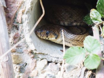 Close-up of lizard on rock