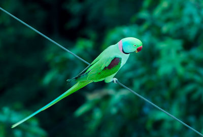 Close-up of multi colored leaf against blurred background