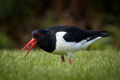 Close-up of a bird on field