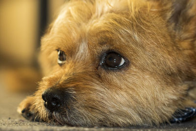 Close-up of dog looking away