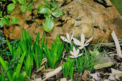 Plant growing in a garden