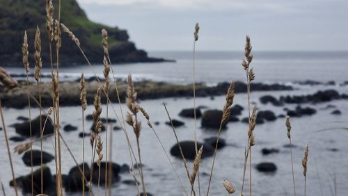 Close-up of plants on beach against sky