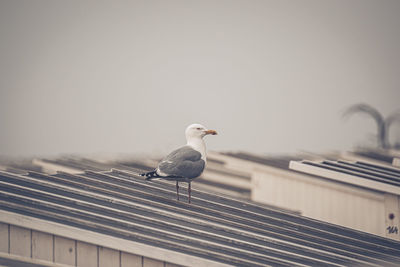 Seagull perching on roof against clear sky