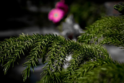 plant