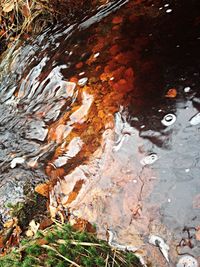 Trees in water