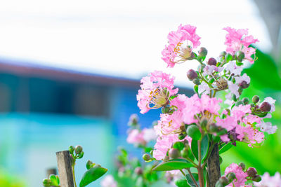 Close-up of pink flowering plant